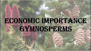 Economic importance of Gymnosperms  HPU BSc 1st year [upl. by Niatsirt]