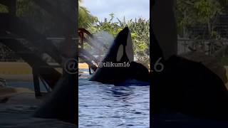 Tekoa front flip  April 8 2024  Loro Parque Spain [upl. by Warrenne334]