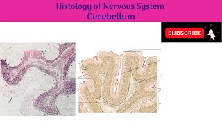 Histology of Cerebellum  Molecular Layer  Purkinje Layer  Granular Layer [upl. by Lynette384]