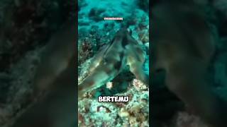 Redlipped batfish‼️shorts Redlippedbatfish faktaunik udangbiru mangninocakung [upl. by Alexa]