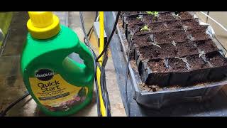 How to fertilize your seedlings [upl. by Aicatsal]