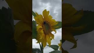 Coup de ❤️ sur les 🌻 au potager cette année vlogjardinage potager vlogpotager dayinthelife [upl. by Mil]