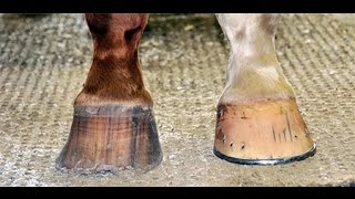 Hoof Care for Beginners [upl. by Alil]