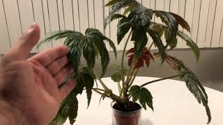 Plant Spotlight  Begonia Gryphon [upl. by Eliades3]