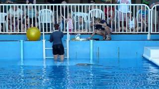 Clearwater Marine Aquarium  The Winter And Panama Show  102611 [upl. by Yrahk]