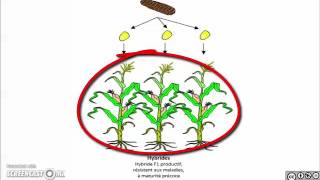 Des techniques scientifiques pour améliorer les rendements agricoles [upl. by Aitercal501]