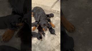 Rottweiler puppies feeding mother milk 🐶puppies shorts feeding rottweiler [upl. by Yaral]