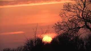 Sunrise and Birds singing Blackbird turtledove [upl. by Oscar701]