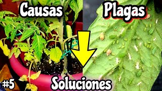 PLAGAS en TOMATES nunca MÁS 🍅 Remedios Caseros  Cientos de tomateras en 5 días 5  Cuidados [upl. by Tristas646]