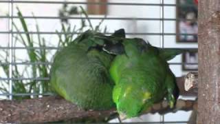 Lineolated Parakeets holding hands ♥♥♥ [upl. by Mamie]