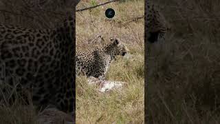 Leopard’s Stealthy Victory Dragging Pelican in Chobe National Park leopard safarisightings [upl. by Ermin]