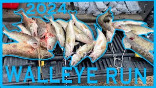 MAUMEE RIVER WALLEYE RUN 2024 WALLEYE RUN [upl. by Eisinger]