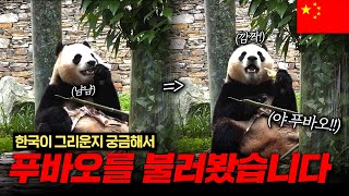 🇨🇳중국에 푸바오보러 가시는 분들 필수영상 꼭 보세요Ep2  중국 쓰촨성  청두 선수핑기지  China  Chengdu Shenshuping [upl. by Ansela28]