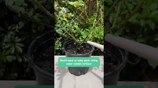 Make your flowering plants healthier link product in Bio🍀namrose garden greenrose [upl. by Kynan]