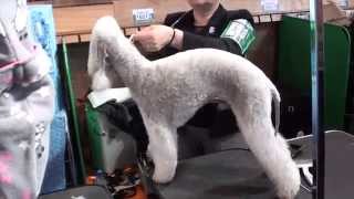 Crufts 2012 Bedlington Terrier Part 1 [upl. by Florella]