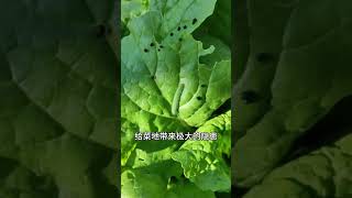 种植蔬菜时，施用农家水溶肥的小技巧。蔬菜施肥 正确施肥方法 施农家水溶肥施肥 每天分享蔬菜种植技巧 [upl. by March]