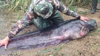 Fish up 70 kilo sheatfish in Lithuania part1 [upl. by Agle587]