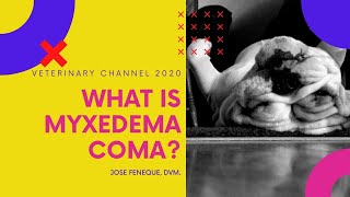 What Is Myxedema Coma  A Canine Hypothyroidism Complication [upl. by Pearson]