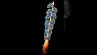 Siphonophore Facts Mysterious Sea Creature nature seacreatures rare [upl. by Shakti966]