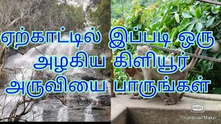 ஏற்காட்டில் இப்படி ஒரு அழகிய கிளியூர் அருவியை பாருங்கள்  kiliyur water falls yercaud waterfalls [upl. by Noroj]