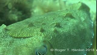 Papillae expression for camouflage in the giant Australian cuttlefish Credit Roger T Hanlon [upl. by Atinat]