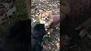 Cute Slow motion Chihuahuas Lucy and Tilly funpuppy longhairedchihuahua [upl. by Shah]