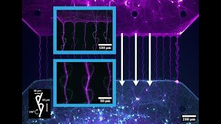 Investigating Neural Networks Through Microfluidics [upl. by Arraik]