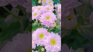 So beautiful flowers nature love flowers garden [upl. by Yared]