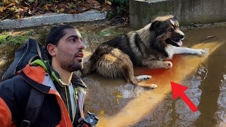 ENCONTRAMOS 1 PERRO HERIDO y CAMBIO el RUMBO del VIAJE  72 VUELTA al MUNDO en AMBULANCIA [upl. by Mandal]