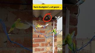 Sare budgies🦜 ud gaye😲 petlover minivlog pigeonvlogger pigeon budgieslovers budgiesfam bird [upl. by Nnairek]