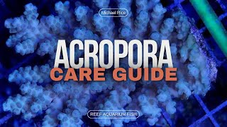 Acropora Care Essential Tips for Thriving Staghorn and Table Corals [upl. by Stephen]