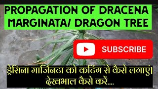 ड्रेसिना मार्जिनटा को कटिंग से कैसे लगाएं देखभाल कैसे करेंgardening dracena propagation yt [upl. by Atinnod]