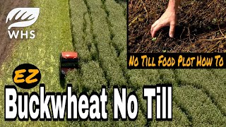 Buckwheat No Till Food Plot How To [upl. by Ennadroj]