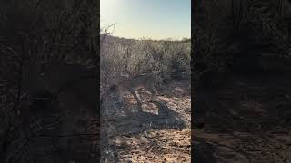 Spending a morning with a pride of lions in Namibia [upl. by Opiak]