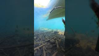 kayakbassfishing fishing fish underwater marinelife bluegill bassfishing milliondollarbaby [upl. by Retsevel]