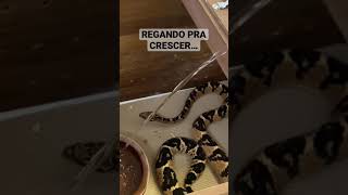 Regando pra crescer surucucu jararaca snake [upl. by Haonam]