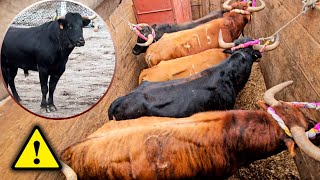 🔥 EMBARQUE DE TOROS 🐂 GANADERIA HERPAPUQUIO VILCASHUAMAN [upl. by Alletniuq]