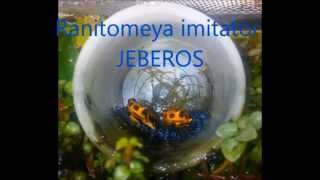 Complete metamorphosis of Ranitomeya imitator Jeberos [upl. by Darach]