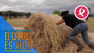 A Chabeli se le complica la tarea de repartir la alpaca de heno redonda  El campo es vida [upl. by Suhpesoj]