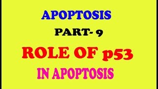 ROLE OF p53 PROTEIN IN APOPTOSIS part9 [upl. by Enattirb]