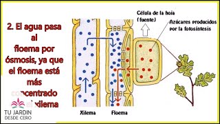 Movimiento del agua por las plantas  3 mini  experimentos  Parte 1 [upl. by Eidahs]