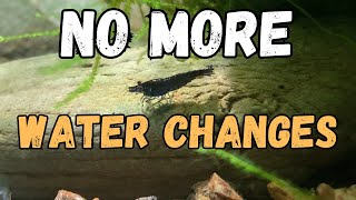 🦐 Shrimp Tank Water Changes Are They Really Necessary My Experience [upl. by Kori]