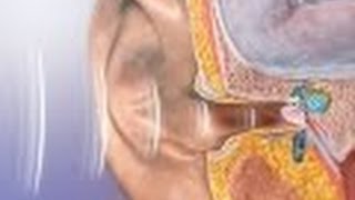 Anatomy and Physiology of Hearing [upl. by Aan587]