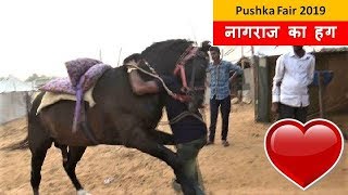 देख लो नागराज घोड़े का प्यार भरा HUG Stallion Hugs His Master Pushkar Fair Mela  Horse Love Video [upl. by Delila575]