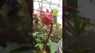 how to collect seeds from roselle planttrendingvideo [upl. by Llerrom293]