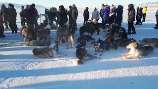 Dog sledding in Qaanaaq  hundeslædevæddeløb i Qaanaaq [upl. by Norrad]