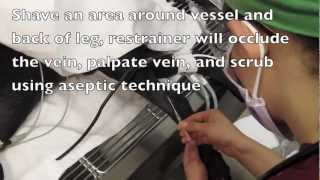 How to Place A Canine Lateral Saphenous IVC [upl. by Anyrb]