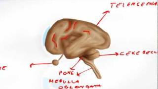 Brain Developement Embryology  Brain Anatomy [upl. by Auof]