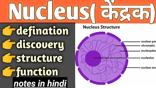 nucleus structure and function in hindicell biology bsc biology [upl. by Notsud828]