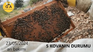 5 kovanın durumuna bakıyoruz 23052024 Beekeeping [upl. by Emmye]